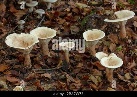 Trooping Funnel Pilze, Clitocybe Geotropa, Gruppe in Laubenholz, New Forest. Stockfoto