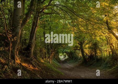 Ein Tunnel von Bäumen mit der Sonne, die durch die Linie scheint, ein alter Weg, der zur Halnaker Windmühle im South Downs National Park bei Chichester führt Stockfoto