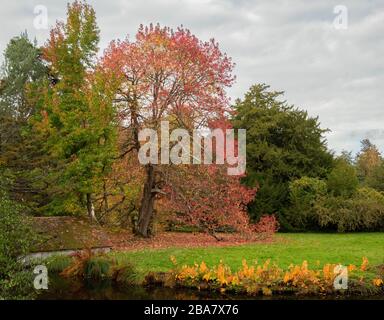 Amerikanischer Süßgummibaum, auf dem Gelände eines mittelalterlichen, vermogenen Herrenhauses, Scotney Old Castle - ursprünglich aus dem 14. Jahrhundert. Kent. Stockfoto