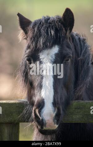 Ein Foto unseres schwarz-weißen walisischen Kobs Monty, der mit seinen Ohren nach vorne zeigt Stockfoto