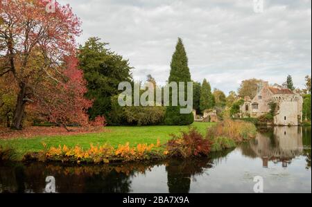 Amerikanischer Süßgummibaum, auf dem Gelände eines mittelalterlichen, vermogenen Herrenhauses, Scotney Old Castle - ursprünglich aus dem 14. Jahrhundert. Kent. Stockfoto