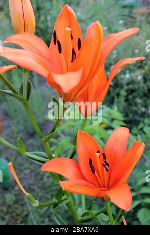 Orangenfeuerlilie (Lilium bulbiferum) Zierblumen im Sommergarten. Stockfoto
