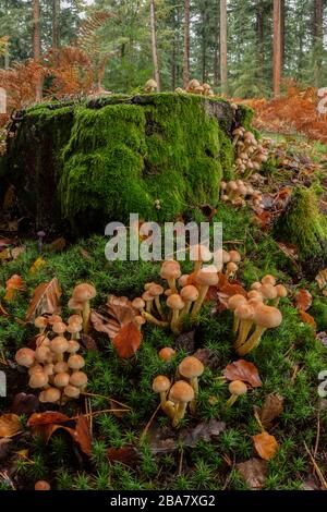 Klumpen aus Schwefelknutschen, Hypholoma fasciculaare, um alten Nadelstumpf geclustert, neuer Wald. Stockfoto