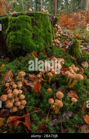 Klumpen aus Schwefelknutschen, Hypholoma fasciculaare, um alten Nadelstumpf geclustert, neuer Wald. Stockfoto