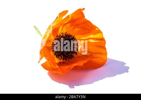 Poppies isoliert auf weißem Hintergrund Stockfoto