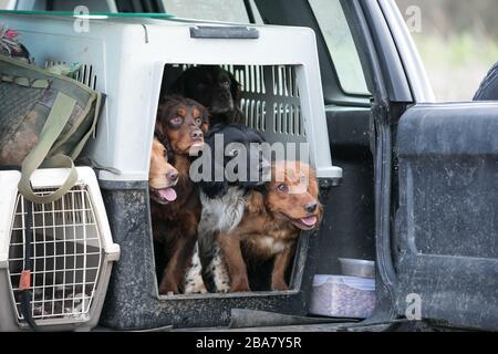 Hunde im Auto Stockfoto