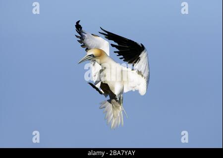 Northern Gannet (Morus bassanus), Great Saltee Island, Republik Irland Stockfoto
