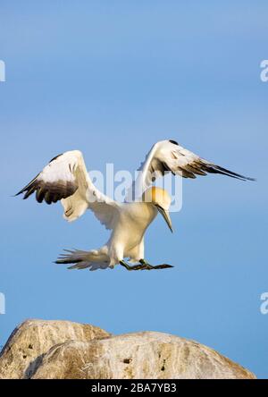 Northern Gannet (Morus bassanus), Great Saltee Island, Republik Irland Stockfoto