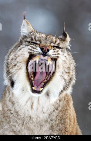 Eurasian Lynx (Lynx Lynx) (c) gähnelt in einer kontrollierten Situation, Ranua, Finnland Stockfoto