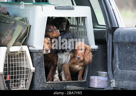 Hunde im Auto Stockfoto