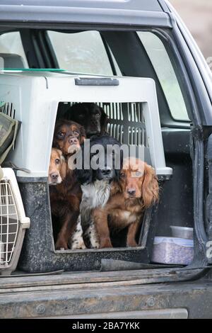 Hunde im Auto Stockfoto