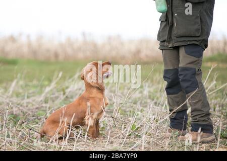 Goldener Cocker Spaniel Stockfoto