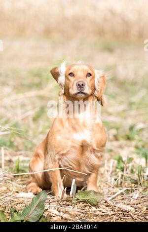 Goldener Cocker Spaniel Stockfoto