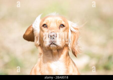 Goldener Cocker Spaniel Stockfoto