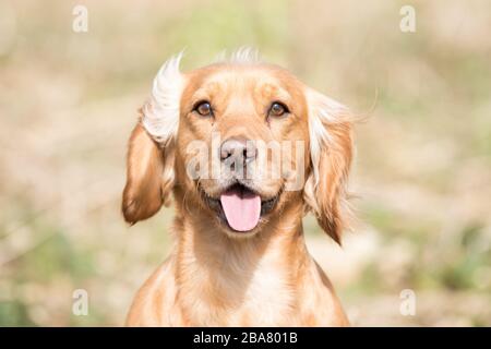 Goldener Cocker Spaniel Stockfoto