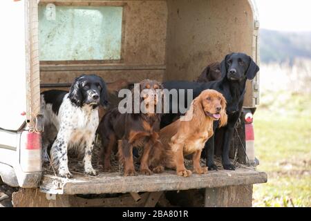 Gundogs im Rücken eines LKWs Stockfoto