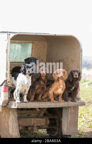Gundogs im Rücken eines LKWs Stockfoto