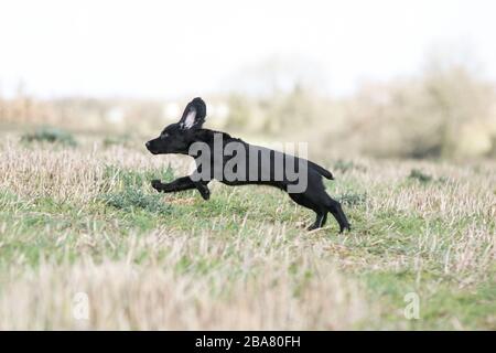 Schwarz arbeiten Cocker Spaniel Welpen Stockfoto