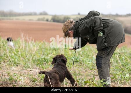 Hund wird für einen Abruf gesendet Stockfoto