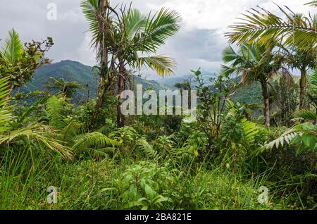 Berge und Täler des Regenwaldes el yunque in puerto rico Stockfoto