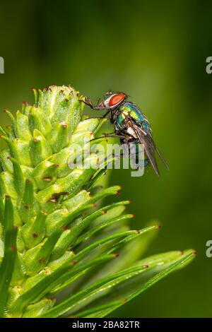 Nahaufnahme einer grünen Flaschenfliege (Lucilia Sericata), die Pollen auf einer Liatrisblüte auf einem grün verschwommenen Hintergrund sammelt Stockfoto