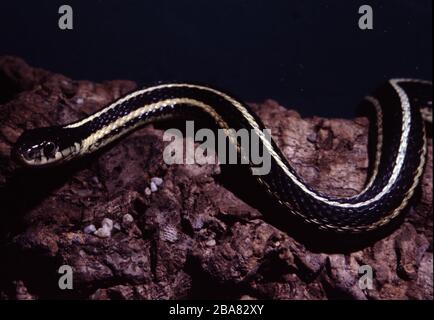 Ostverbreitete Strumpfschlange, Thamnophis sirtalis sirtalis Stockfoto