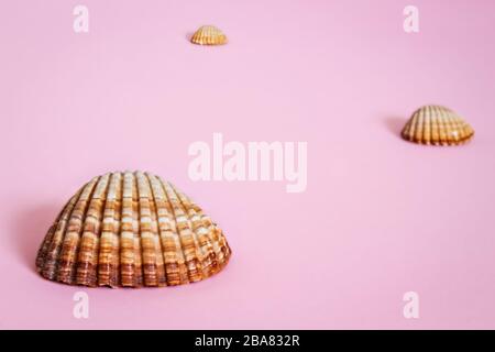 Drei distanzierte Musselschalen als Symbol für Corona-Erkrankungen Stockfoto
