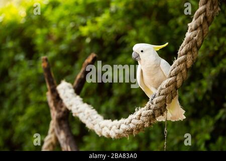 Weißer Kakadus im Park. Das Weiße Kakadus (Cacatua alba), auch Regenschirm-Kakadus genannt, ist ein mittelgroßes, ganz weißes Kakadus, das auf TR endemisch ist Stockfoto