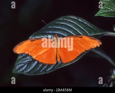 Tropischer Edelschmetterling auf Blättern Stockfoto