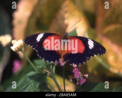 Tropischer Edelschmetterling auf Blättern Stockfoto