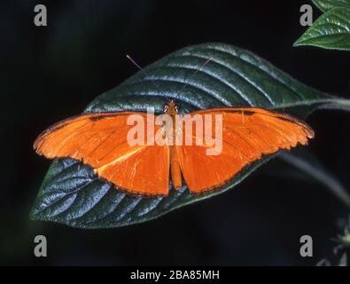 Tropischer Edelschmetterling auf Blättern Stockfoto