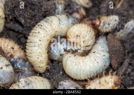 Larve des May Käfers. Gewöhnlicher Cockchafer oder möglicherweise Käfer. Beatle. Für Angelköder Stockfoto