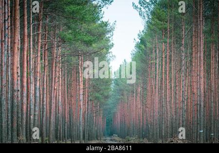 Heidesee, Deutschland. März 2020. Ein Waldweg zwischen Kiefern. Credit: Soeren Stache / dpa-Zentralbild / dpa / Alamy Live News Stockfoto