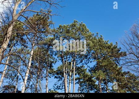 Die Oberseiten von Nadelbäumen und Krähen, die auf ihnen gruppiert oder umherfliegen. Stockfoto