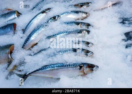 Frischer Makrelen-Thunfisch wird auf einem Supermarkt auf Eis geflackt Stockfoto