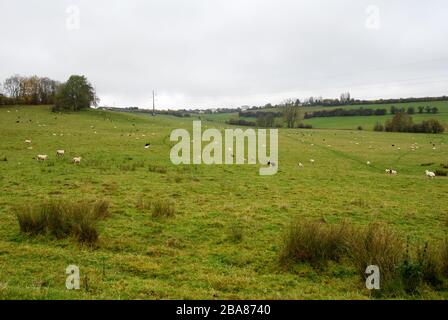 Sheeps in einer Weide/Wiese, die Gras isst. In der Herbstsaison, Natur auf dem Land und wilde Fotografie Stockfoto