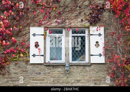 Sheffield, Großbritannien - 21. Oktober 2016: Nahaufnahme des weißen Verschlussfensters von Cornerways Cottage, eingerahmt von rotem Efeus im Herbst in der Beauchef Abbey Lane Stockfoto