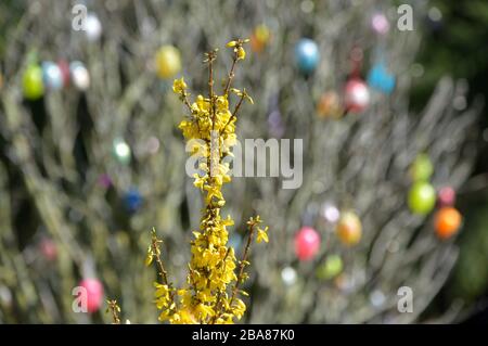 24. März 2020, Sachsen, Leipzig: Gelbe Forsythia überall - hier vor einem Strauch mit bunten Ostereiern. Foto: Volkmar Heinz / dpa-Zentralbild / ZB Stockfoto