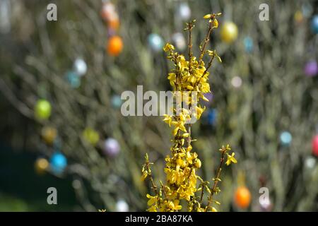 24. März 2020, Sachsen, Leipzig: Gelbe Forsythia überall - hier vor einem Strauch mit bunten Ostereiern. Foto: Volkmar Heinz / dpa-Zentralbild / ZB Stockfoto