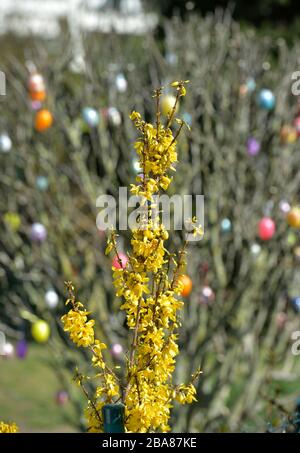 24. März 2020, Sachsen, Leipzig: Gelbe Forsythia überall - hier vor einem Strauch mit bunten Ostereiern. Foto: Volkmar Heinz / dpa-Zentralbild / ZB Stockfoto