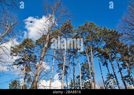 Die Oberseiten von Nadelbäumen und Krähen, die auf ihnen gruppiert oder umherfliegen. Stockfoto