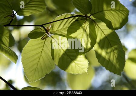 Sunlight shining through the young delicate leaves of beech (Fagus sylvatica) - shadows and veins in woodland, Devon, April Stockfoto
