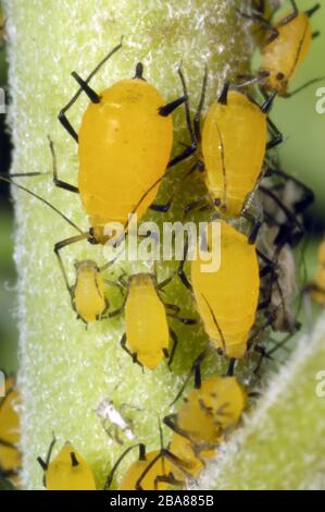 Gelbe/orangefarbene Oleander-Blattläuse (APHIS nerii) mit schwarzen Beinen und Kornicken und dunklen Antennen am Gomphocarpus-Körperstamm Stockfoto