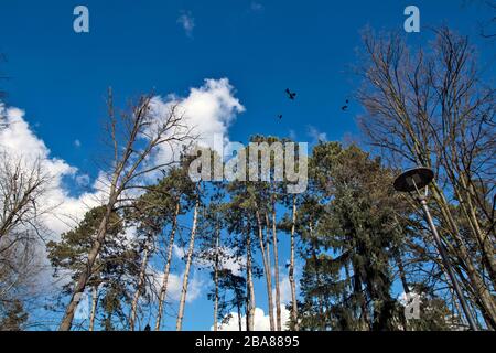 Die Oberseiten von Nadelbäumen und Krähen, die auf ihnen gruppiert oder umherfliegen. Stockfoto