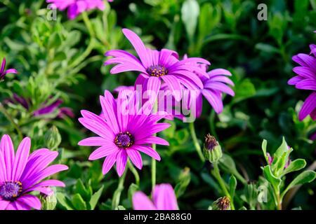 Blumen von Osteospermum ecklonis oder Dimorphotheca ecklonis oder Kap-Marguerit. Stockfoto