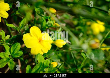 Gelbe Blumen von Linum flavum, goldener Flachs oder gelber Flachs. Stockfoto