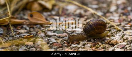 Nahaufnahme einer römischen Schnecke, gemeine und beliebte Schlagerspezialitäten aus Europa Stockfoto