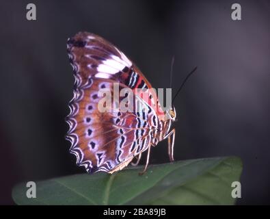 Schöner Schmetterling sitzt auf dem Blatt Stockfoto