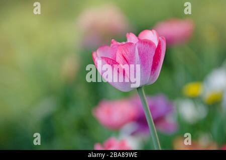 Tulip Del Piero. Weiße Tulpe breit mit Rosa umrandet. Die Blütenhülle ist gestreift oder meliert. Del Piero Tulpe weiß und pink Stockfoto