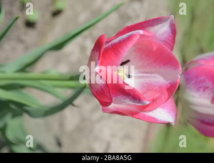 Tulip Del Piero. Weiße Tulpe breit mit Rosa umrandet. Die Blütenhülle ist gestreift oder meliert. Del Piero Tulpe weiß und pink Stockfoto